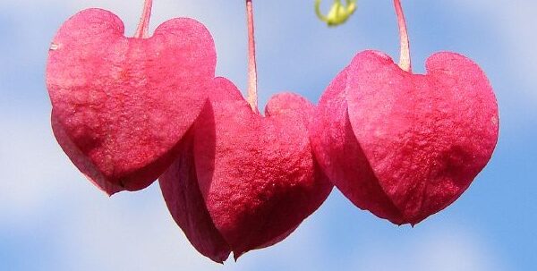 Herats - Image by Louise Docker